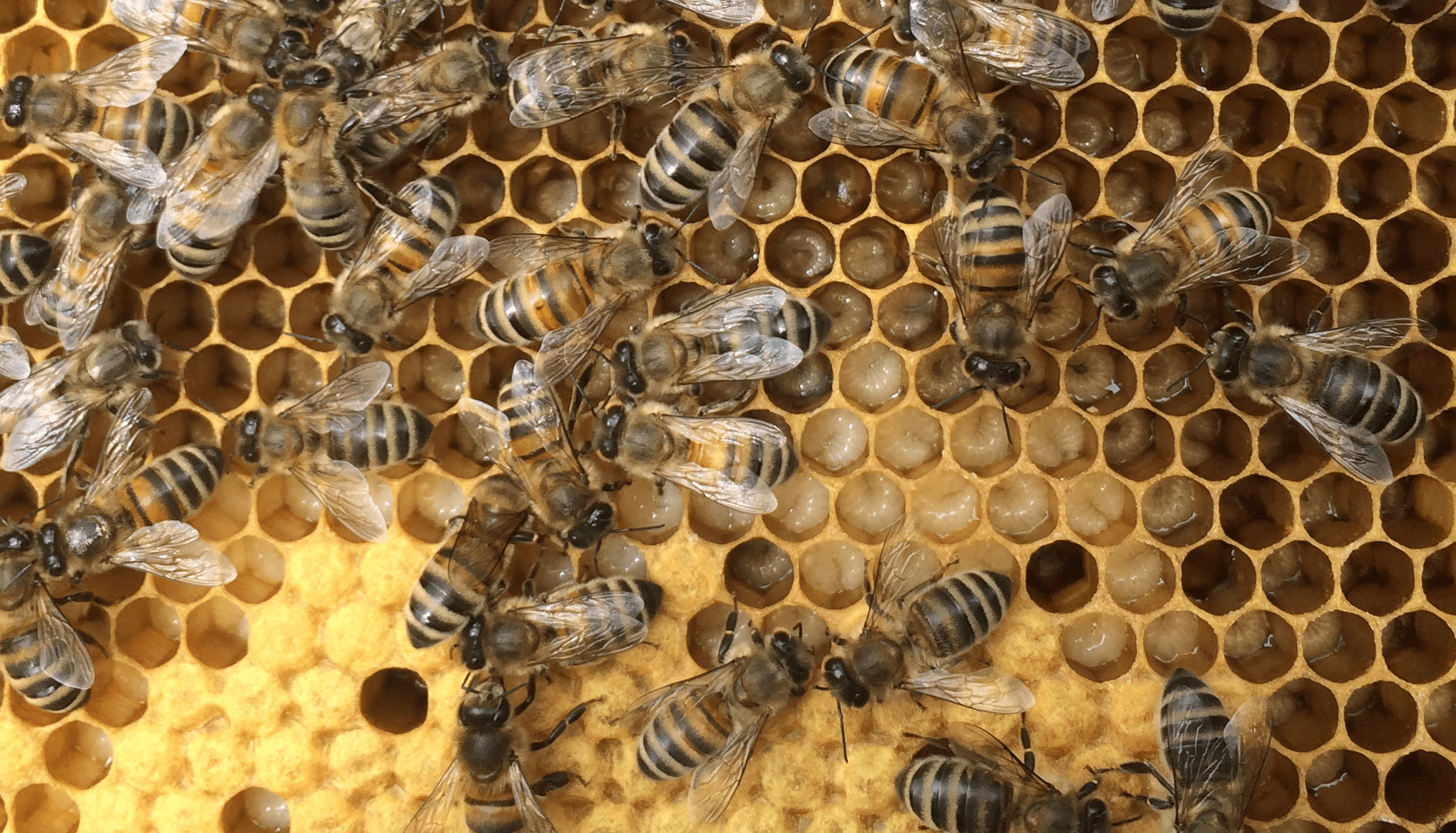 2017-06-10 12.14.58 Controle bijen