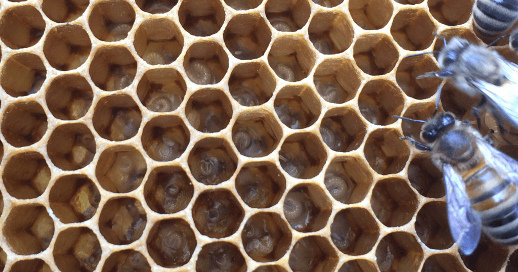 2017-06-10 12.16.28 Controle bijen